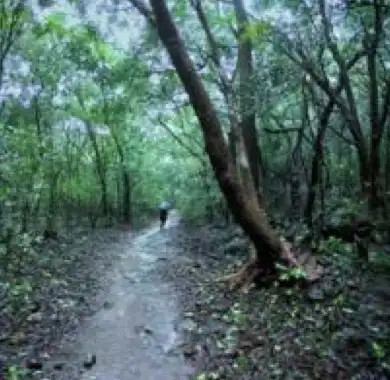 Photo from the Bhimashankar to Bhorgiri Forest Trail trek